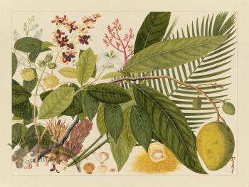 Andalas Botanicals 04